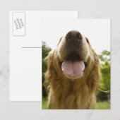 Carte Postale Golden Retriever 5 (Devant / Derrière)