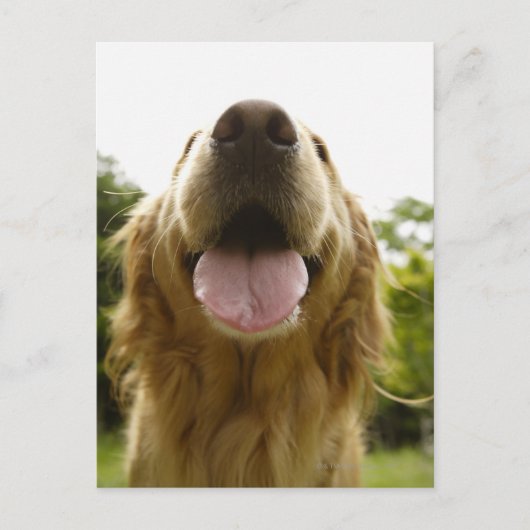 Carte Postale Golden Retriever 5 (Devant)