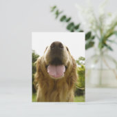 Carte Postale Golden Retriever 5 (Debout devant)