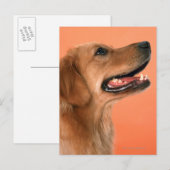 Carte Postale Golden Retriever 7 (Devant / Derrière)