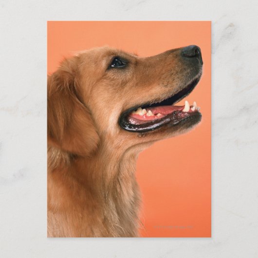 Carte Postale Golden Retriever 7 (Devant)