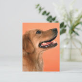 Carte Postale Golden Retriever 7 (Debout devant)