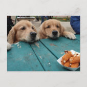 Carte postale Golden Retriever Anniversaire (Devant)