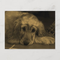 Golden Retriever aux tons sépia