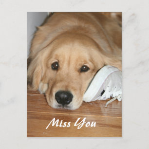 Carte Postale Golden Retriever Avec Chaussure Miss You