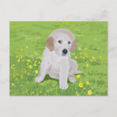 Carte postale Golden Retriever Chien Chien (Devant)