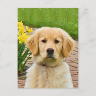 Carte postale Golden Retriever Chien, Daffodiques 