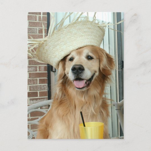 Carte Postale Golden Retriever Chien en paille Casquette heureux (Devant)