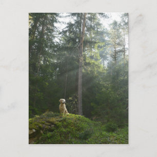 Carte Postale Golden Retriever Chien Pine Woodland