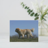 Carte Postale Golden retriever courant 3 (Debout devant)