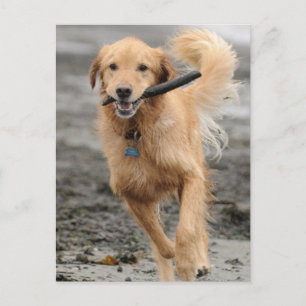 Carte Postale Golden Retriever Courant Avec Un Bâton Dans La Bou
