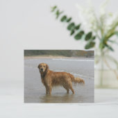 Carte Postale Golden Retriever dans la Mer (Debout devant)