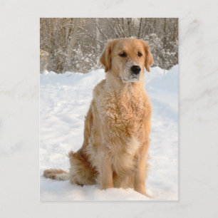 Carte Postale Golden Retriever dans la neige