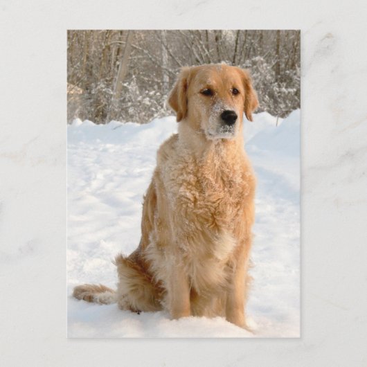 Carte Postale Golden Retriever dans la neige (Devant)