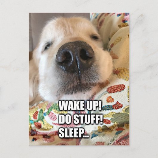Carte Postale Golden Retriever Dog Motivational Meme (Devant)