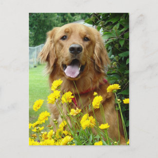 Carte Postale Golden Retriever en fleurs