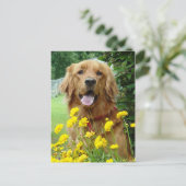 Carte Postale Golden Retriever en fleurs (Debout devant)