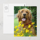 Carte Postale Golden Retriever en fleurs (Devant / Derrière)