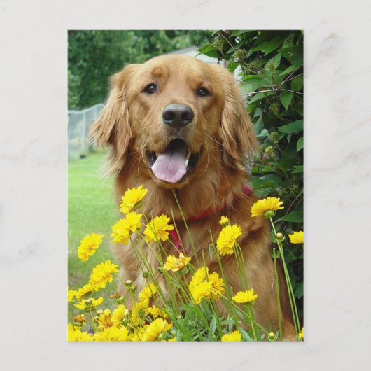 Carte Postale Golden Retriever en fleurs (Devant)
