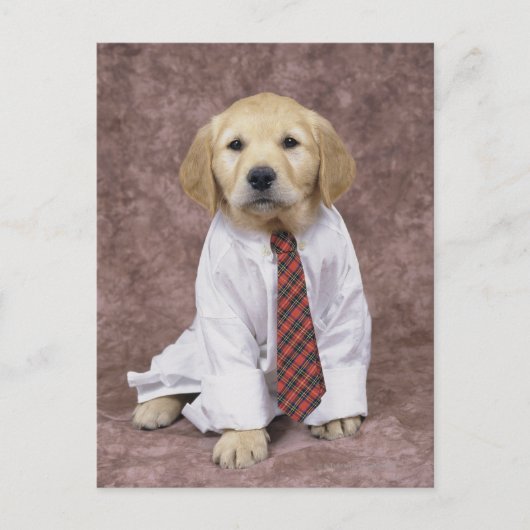 Carte Postale Golden Retriever ; est relativement moderne et (Devant)