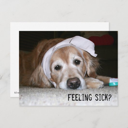 Carte Postale Golden Retriever in Banding Get Well Bientôt (Devant / Derrière)