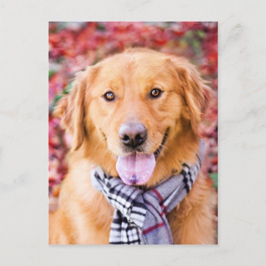 Carte Postale Golden Retriever in Scarf (Devant)