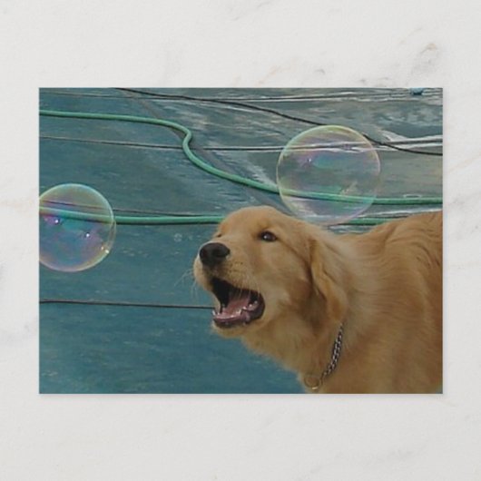 Carte Postale Golden Retriever Love (Devant)