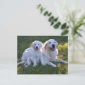 Carte Postale Golden Retriever maman et chiot (Debout devant)