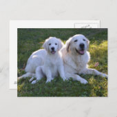 Carte Postale Golden Retriever maman et chiot (Devant / Derrière)