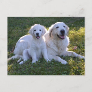 Carte Postale Golden Retriever maman et chiot