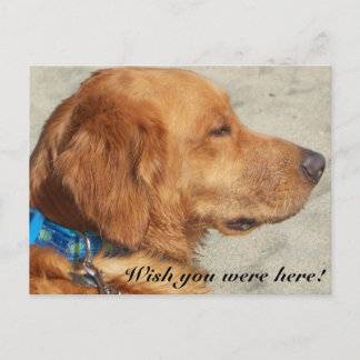 Carte postale Golden Retriever Miss You