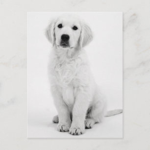Carte Postale Golden Retriever Modernes Schwarzweiß