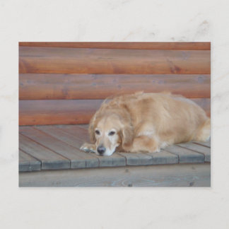 Carte Postale Golden Retriever - Montana