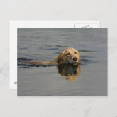 Carte Postale Golden Retriever Natation (Devant / Derrière)