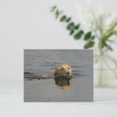 Carte Postale Golden Retriever Natation (Debout devant)