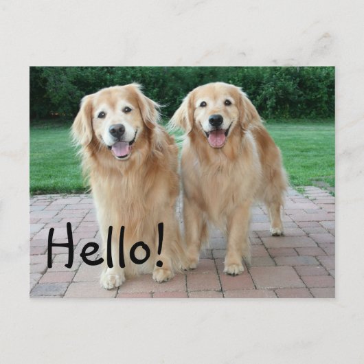 Carte Postale Golden Retriever Outdoor Hello (Devant)