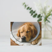 Carte Postale Golden Retriever portant un cône de la honte (Debout devant)