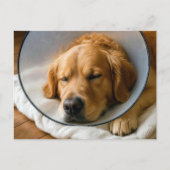 Carte Postale Golden Retriever portant un cône de la honte (Devant)