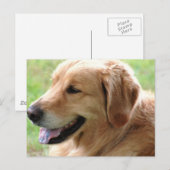 Carte postale Golden Retriever Pup (Devant / Derrière)