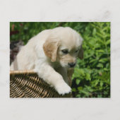 Carte Postale Golden Retriever Puppy (Devant)