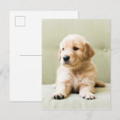 Carte Postale Golden Retriever Puppy (Devant / Derrière)