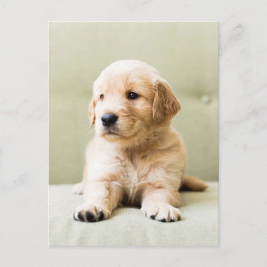 Carte Postale Golden Retriever Puppy (Devant)