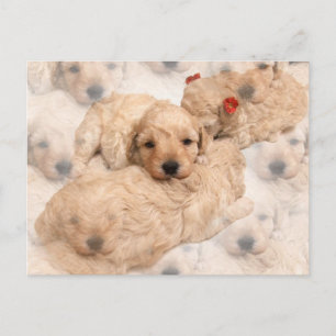 Carte postale Golden Retriever Puppy