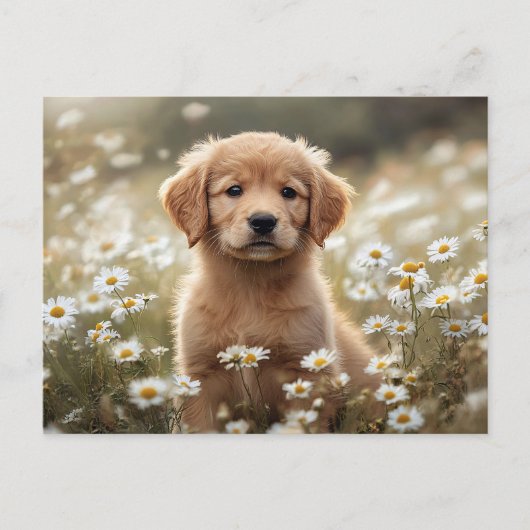 Carte Postale Golden Retriever Puppy Daisy Field (Devant)