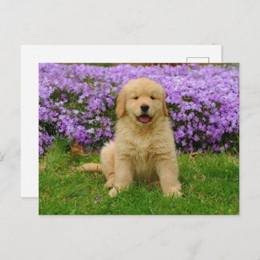 Carte Postale Golden Retriever Puppy in bed of Lavender Phlox (Devant / Derrière)