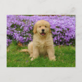 Carte Postale Golden Retriever Puppy in bed of Lavender Phlox (Devant)