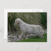 Carte Postale Golden Retriever Puppy Standing (Devant / Derrière)
