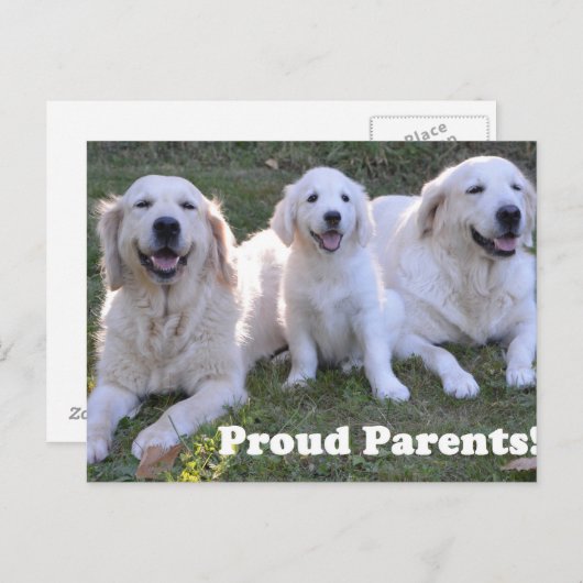 Carte Postale Golden Retriever Puppy with Proud Parents (Devant / Derrière)