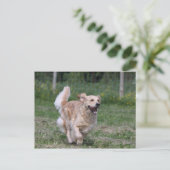 Carte Postale Golden Retriever Running 1 (Debout devant)