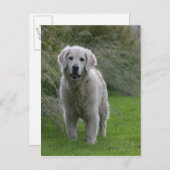 Carte Postale Golden Retriever Running 2 (Devant / Derrière)
